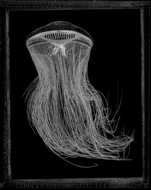 Aequorea Forskalea