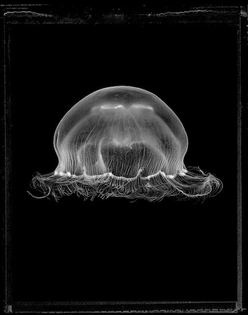 Aurelia Aurita
