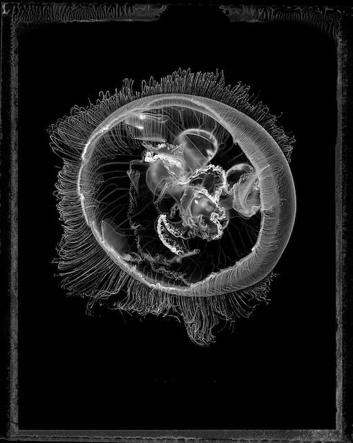 Aurelia Coerulea