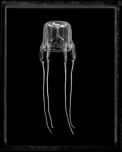 Carybdea Branghi