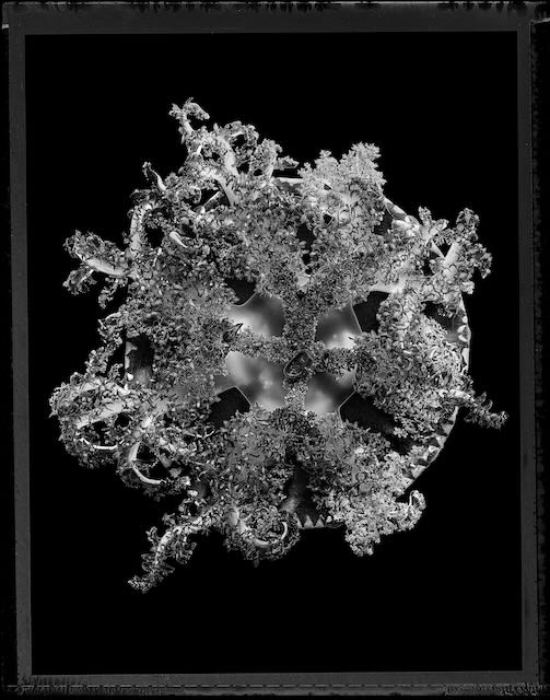 Cassiopea Xamachana