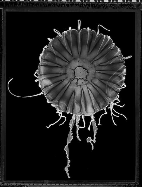 Chrysaora Melanaster