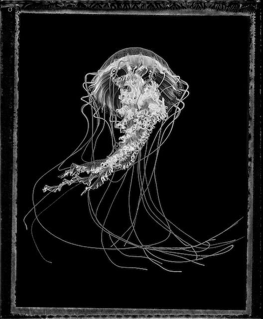 Chtysaora Fuscescens